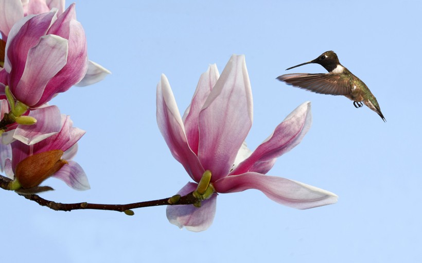 Black-chinned hummingbird inspecting the tulip tree blossom