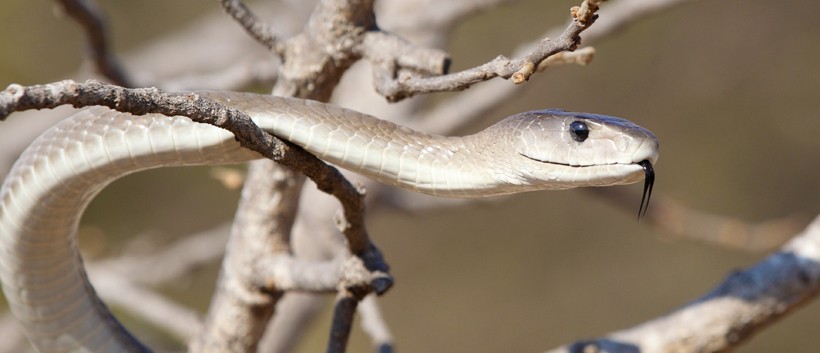 One can find a Black mamba hiding in hollow trees and termite mounds since the species is arboreal. The black mamba is an arboreal snake