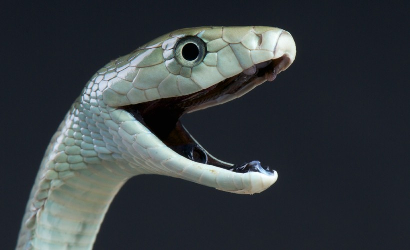 Black mambas are not black in color but have been named because of the presence of the inky-black interiors of their mouth. Black mamba, mouth open, inky-black interiors mouth