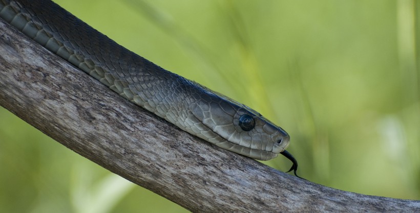 Black mamba, perfect camouflage on a branch