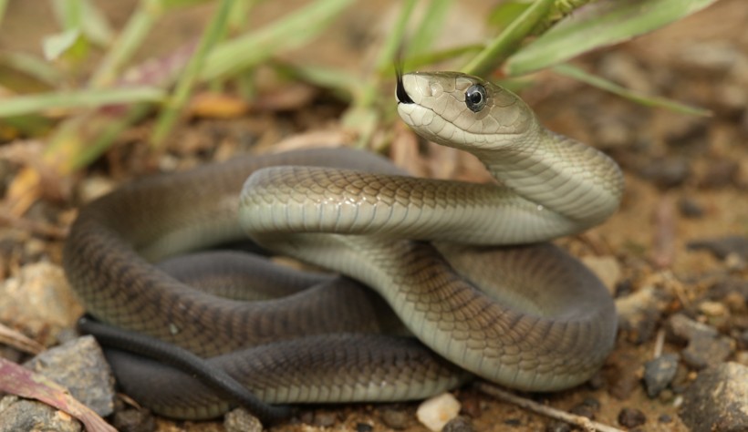 Coiled black mamba flickering tongue