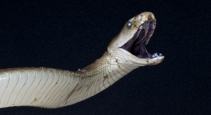 The Black mamba is a deadly species that is identified by the inky-black interiors of its mouth. black mamba inky-black fangs