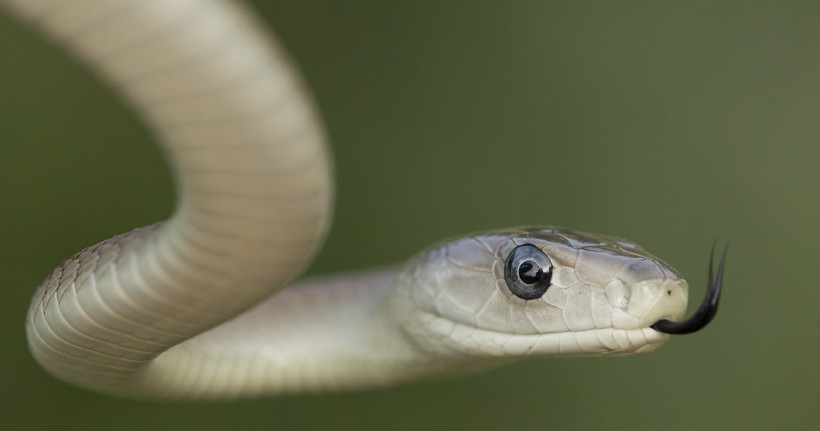 With the jacobson's organ, the black mamba can smell the environment Black mamba flickering tongue
