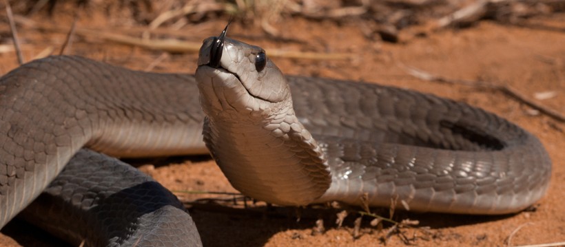 A Black mamba possesses a deadly combination of speed, unpredictable behavior and potent venom. Black mamba flickering tongue on the ground