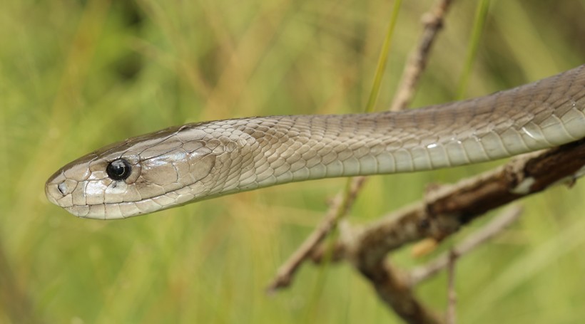 The population of the black mamba currently is stable Black mamba least concern species