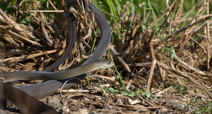 Long black mamba on the ground