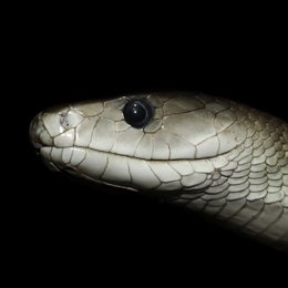 Black Mamba