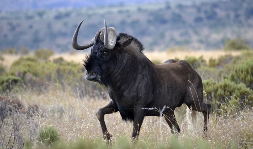 The horns of Black Wildebeest go forwards before going up in a curve Black wildebeest