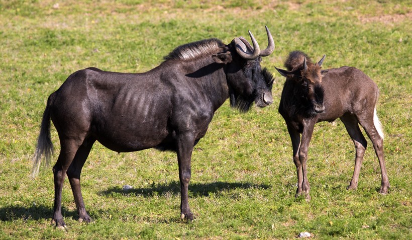 The gestational period of a female Black Wildebeest lasts approximately for 8 to 8.5 months after which she gives birth to a single calf. Black wildebeest with Calf