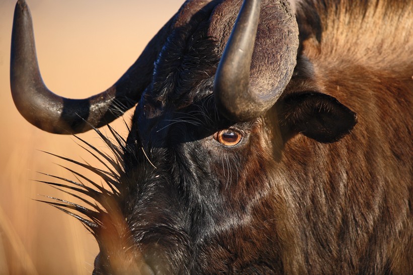 Both males and females of black Wildebeest have strong horns that curve forward in a downward motion before going up like hooks. Black Wildebeest closeup