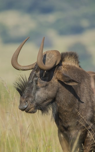 Black wildebeest portrait, South Africa