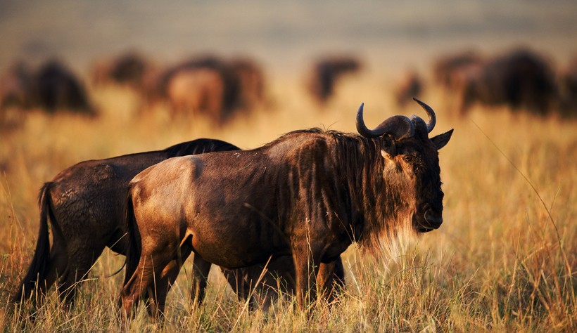 The Black wildebeest is endemic to South Africa. Black Wildebeest, sunset Africa