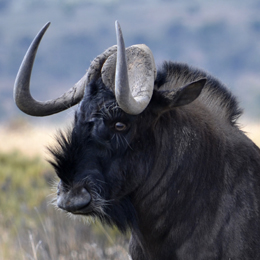 Black Wildebeest