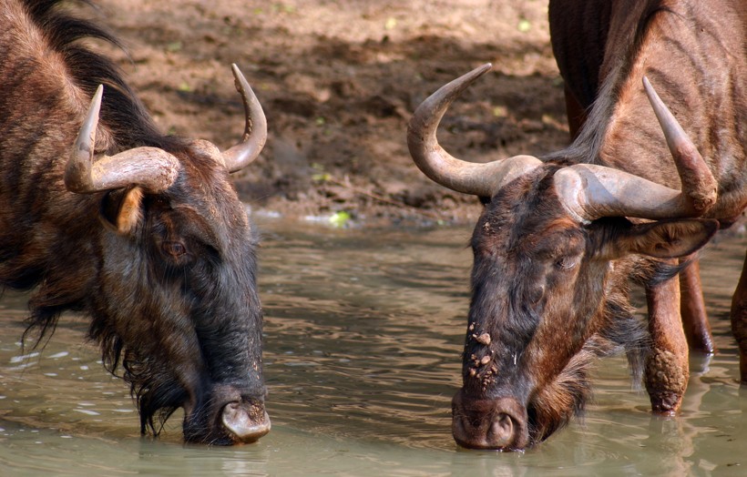Black wildebeests drinking from a water hole in South Africa