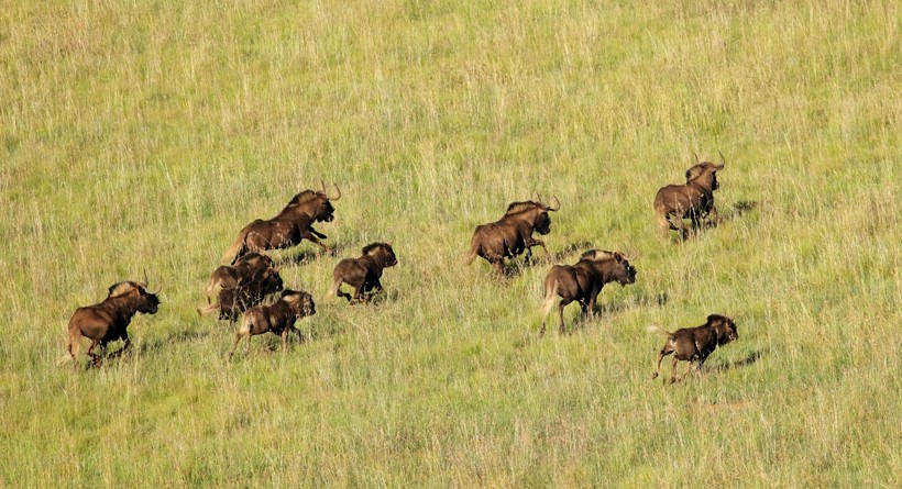 The habitat of Black Wildebeest mostly involves grasslands, open plains and Karoo Shrublands. Aerial view of black wildebeest running in grassland, South Africa