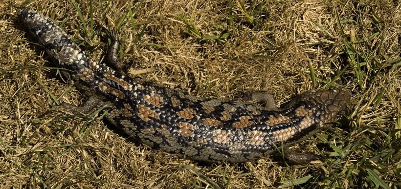 The blotched blue-tongued skink is also known as the southern blue tongued skink Blotched blue-tongued skink