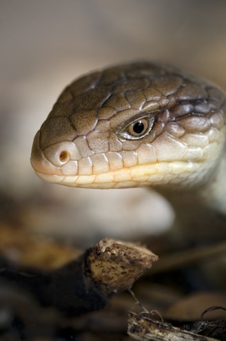 Head of the blotched blue-tongued skink