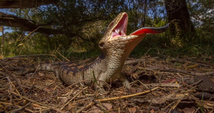 The defense mechanisms is based on a bluff Angry blue-tongued skink