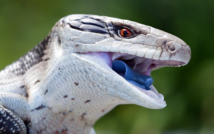 The blue-tongued skink scares its predators by showing the blue tongue Blue tongue of the skink