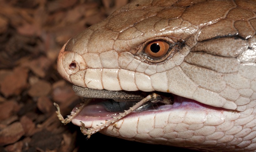 Blue-tongued skink eating a grasshopper