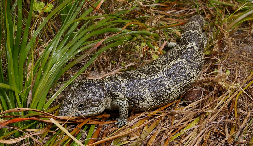 Rottnest Island Shingleback