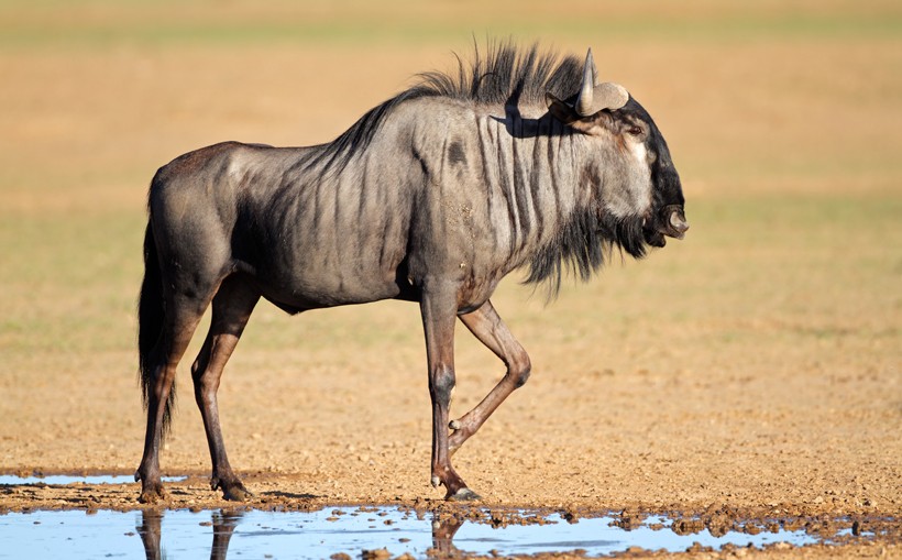 Despite the ox’s head, horse’s tail and buffalo’s horns, the Blue Wildebeest is actually an antelope. Blue wildebeest at a waterhole, Kalahari desert, South Africa