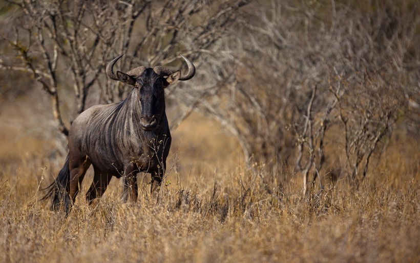 Blue wildebeest of Africa