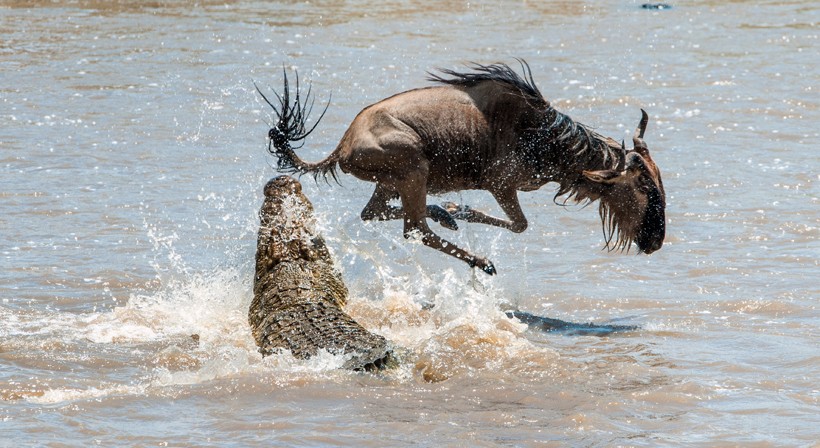 Blue wildebeest on a hair from death, crossing through the river Mara. Blue wildebeest attacked by a crocodile while crossing the river Mara