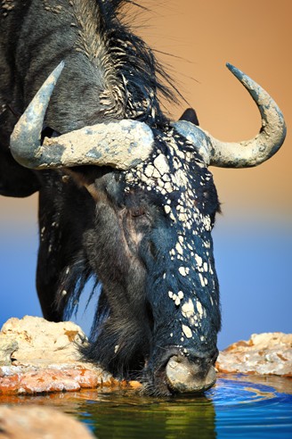 Blue wildebeest drinking water