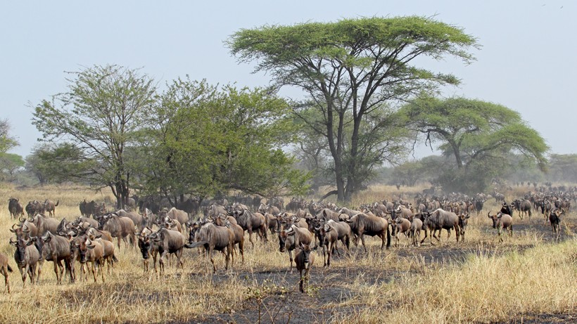 Herd of blue wildebeests, moving during the great migration between Serengeti National Park, Tanzania, and Maasai Mara National Reserve, Kenya Herd of blue wildebeests