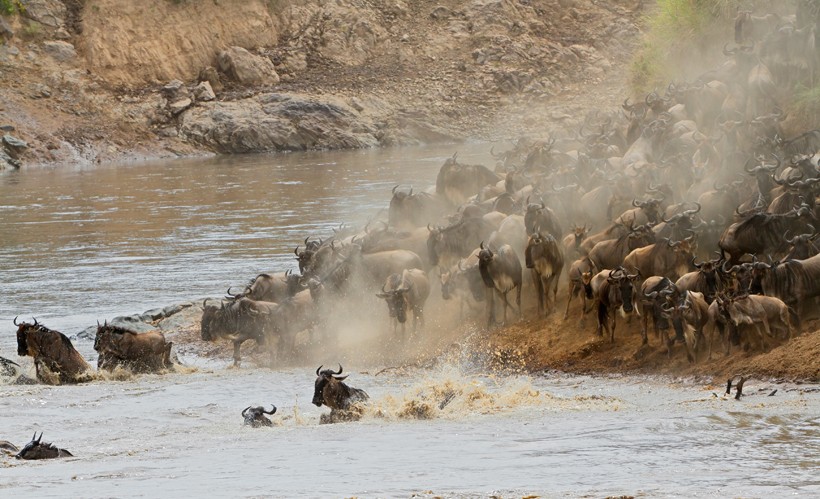Blue Wildebeest form massive herds and undertake long migration during the dry and rainy seasons in search for favorable grass and water. Migratory blue wildebeest, crossing the Mara river, Masai Mara National Reserve, Kenya