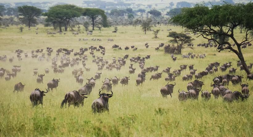 The Blue Wildebeest seasonally migrate in huge herds consisting over thousands of individuals. Blue wildebeest migration herd, African savannah