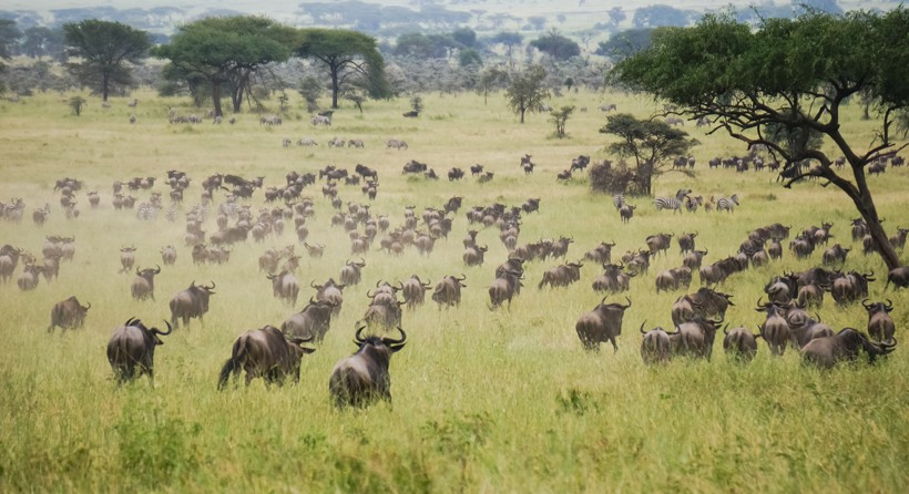 Blue wildebeest migration herd, African savannah