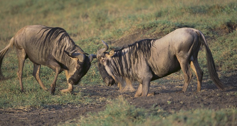 When two Wildebeest-males clash with each other they exchange horn thrust and face up each other by bending their knees. Blue wildebeests in rut competing