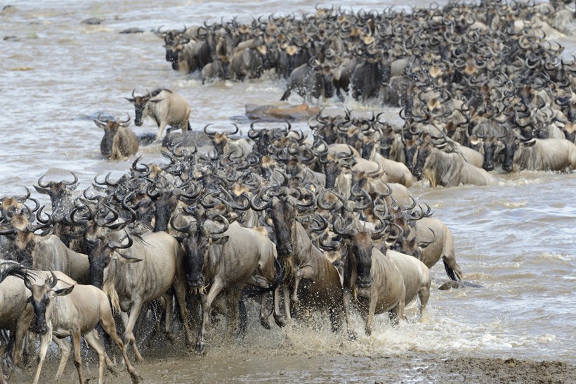 Blue wildebeest migration, river crossing