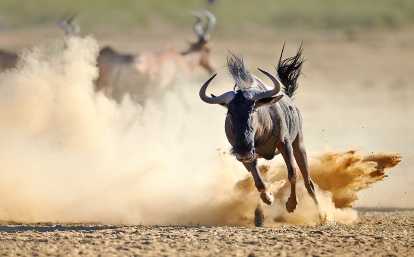 Blue wildebeest running on dusty plains, Kalahari desert, South Africa