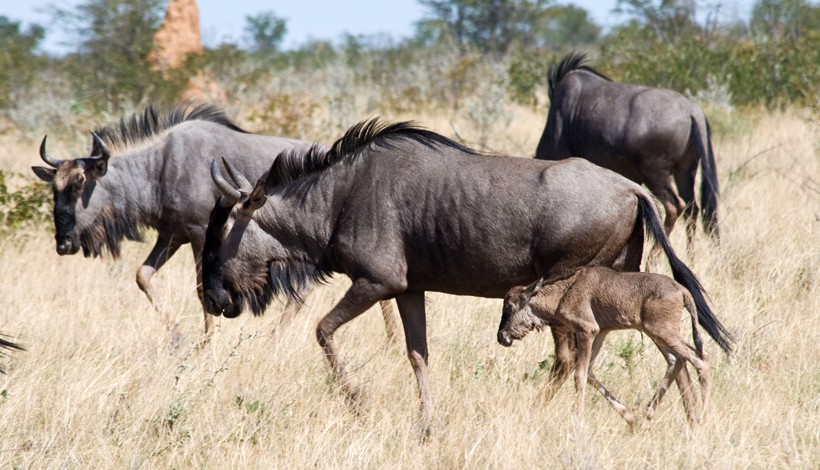 Blue wildebeest calf in Etosha National Park, Namibia