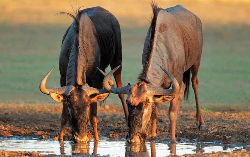 The Blue Wildebeest requires water regularly and therefore drinks water every day for at least two times. Blue wildebeests drinking water, Kalahari desert, South Africa