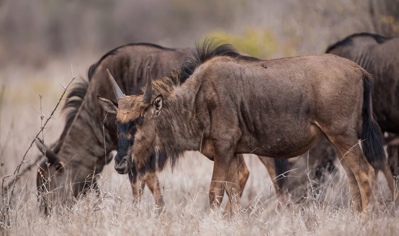Being a herbivore, the primary diet of Blue Wildebeest involves short grasses that grow profusely within its habitat of savannah grasslands and plains. Blue wildebeests feeding in Botswana