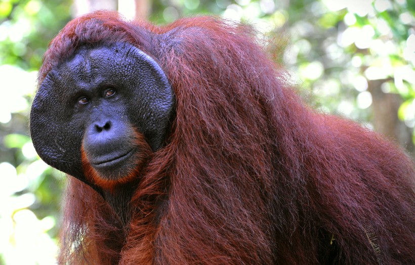 The Bornean orangutan is listed as endangered species as their population has been declining