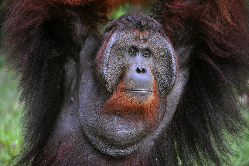 Flanged bornean orangutan male