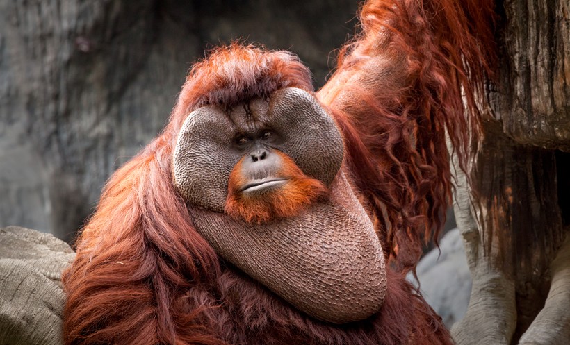 The large cheek pad of a male bornean orangutan