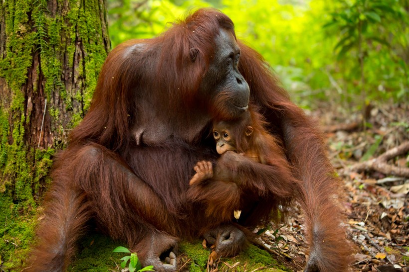 Mother bornean orangutans nurse the little ones for 3-5 years