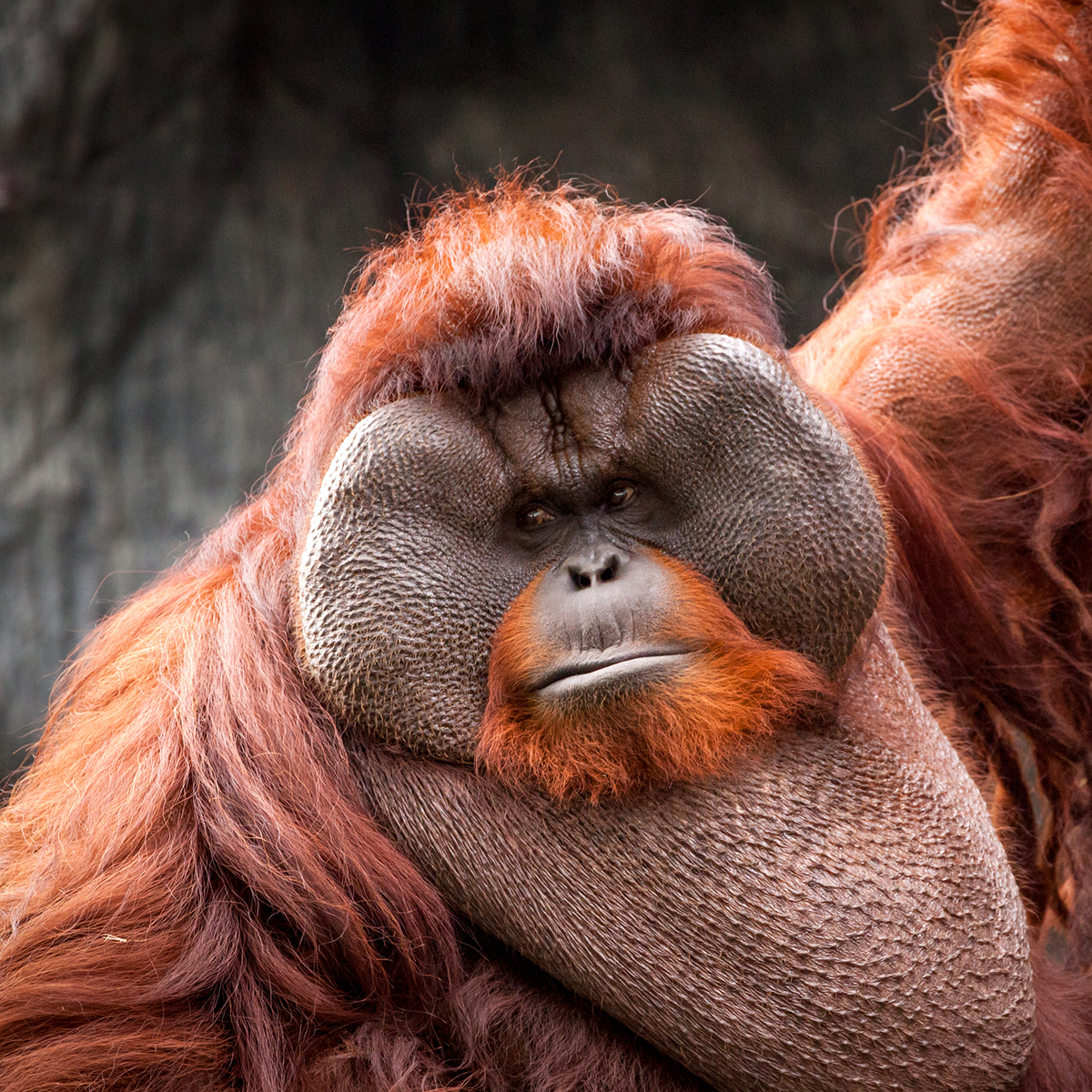 bornean-orangutan-ogimage.jpg