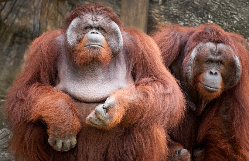 Large flanged bornean orangutan males with the typical reddish-brown coat