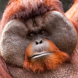 Bornean Orangutan