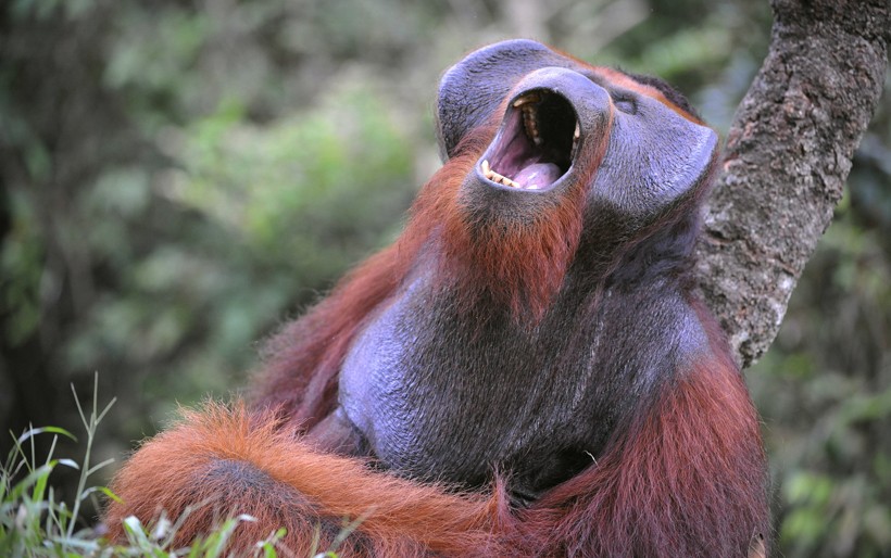 Flanged male bornean orangutan yawn