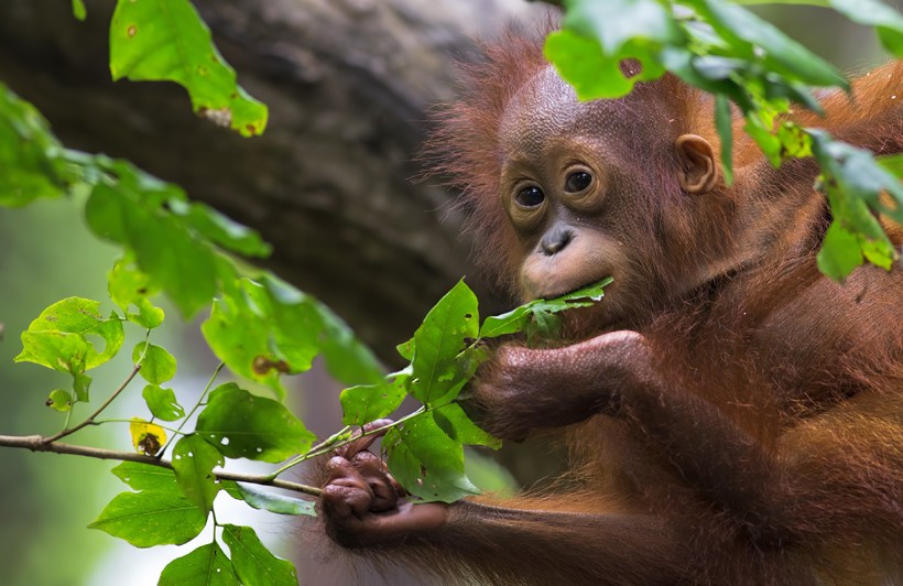 Young Bornean orangutan eating a leaf