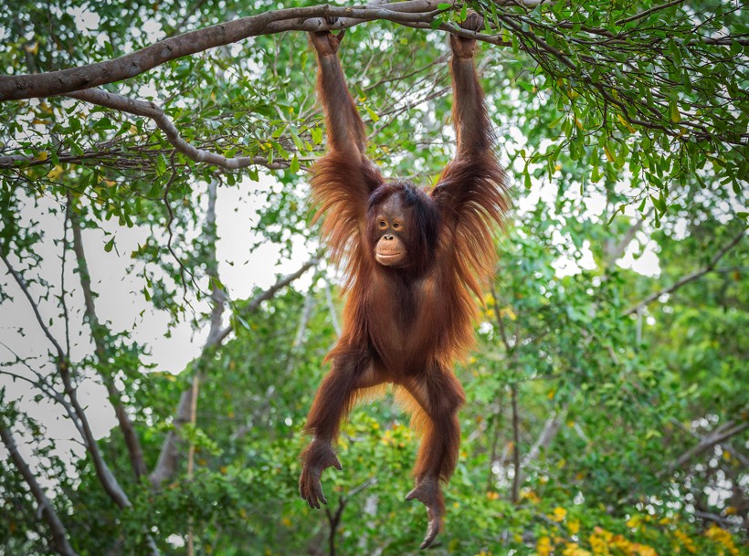 Young bornean orangutan hanging in a tree