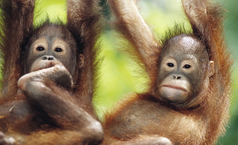 Two newborn Bornean orangutans hanging in a tree